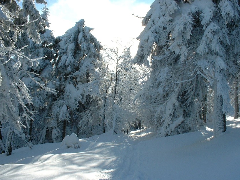 Zieleniec 2003